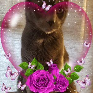 Meet your Posher, Carol